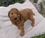 Small Photo #24 Irish Doodle Puppy For Sale in GOSHEN, IN, USA