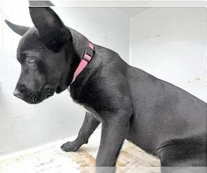 Labrador Retriever-Staffordshire Bull Terrier Mix Dogs for adoption in Houston, TX, USA