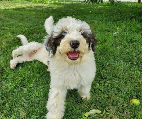 Medium Photo #7 Bernedoodle (Miniature) Puppy For Sale in LEETONIA, OH, USA