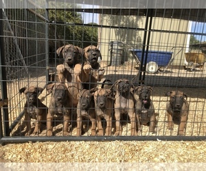 Belgian Malinois Puppy for sale in NORCO, CA, USA