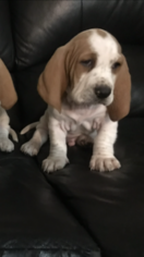 Basset Hound Puppy for sale in ESCONDIDO, CA, USA