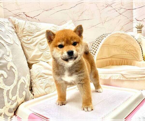 Full screen Photo #3 Shiba Inu Puppy For Sale in SEATTLE, WA, USA