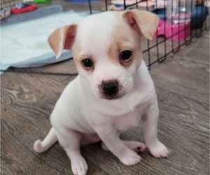 Chihuahua Puppy for sale in RIVERVIEW, FL, USA