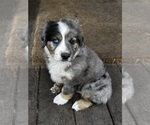 Image preview for Ad Listing. Nickname: Litter of 4