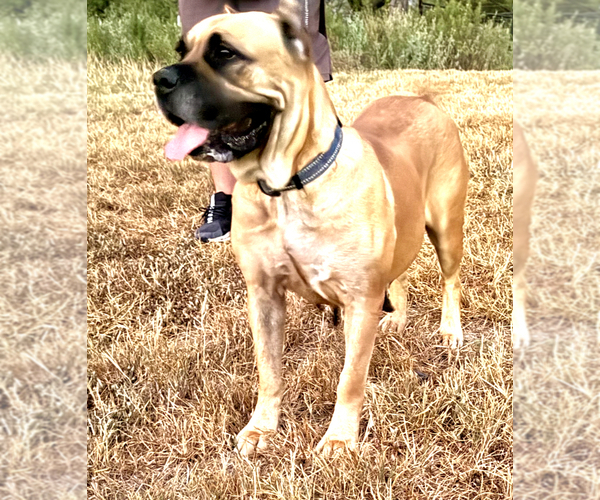 Medium Photo #1 Cane Corso Puppy For Sale in ANSON, TX, USA