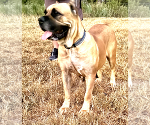 Mother of the Cane Corso puppies born on 05/21/2025