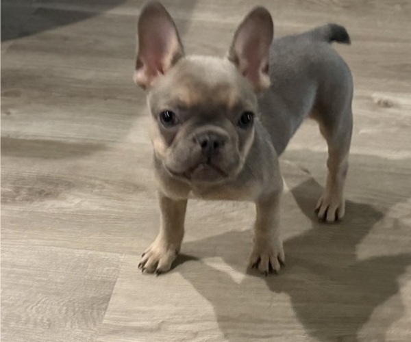 Medium Photo #5 French Bulldog Puppy For Sale in SACRAMENTO, CA, USA