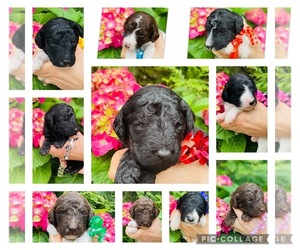 Goldendoodle Puppy for sale in WASH, NC, USA