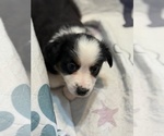 Small #3 Australian Shepherd
