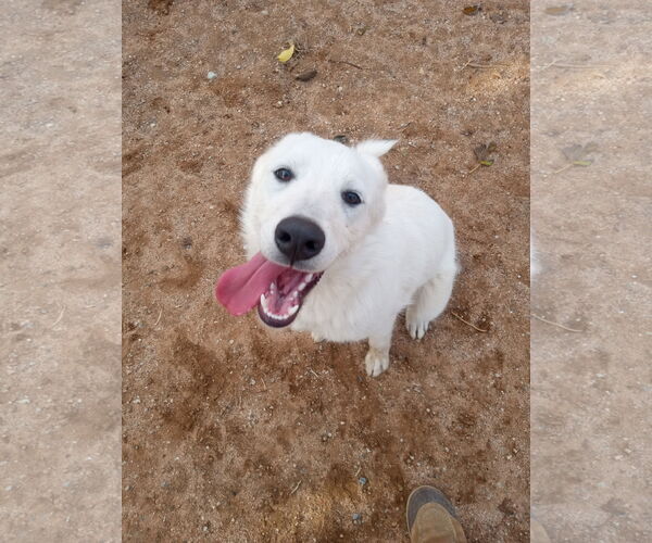 Medium Photo #3 Great Pyrenees Puppy For Sale in Apple Valley, CA, USA