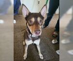 Small #7 Huskies  Mix