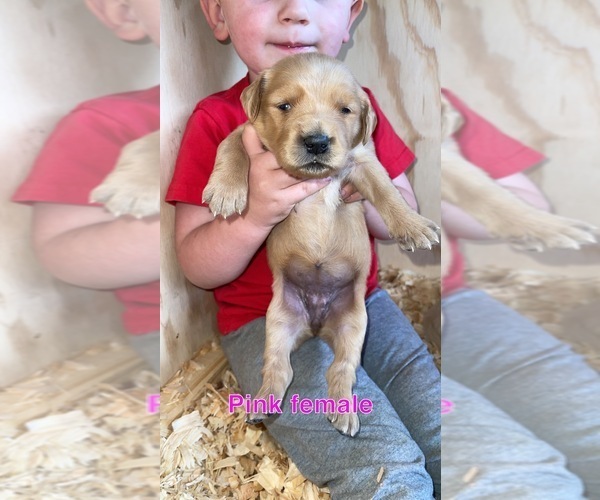 Full screen Photo #8 Golden Retriever Puppy For Sale in PHIL CAMPBELL, AL, USA