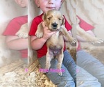 Small Photo #8 Golden Retriever Puppy For Sale in PHIL CAMPBELL, AL, USA