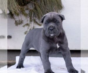 Cane Corso Puppy for sale in HONEY BROOK, PA, USA