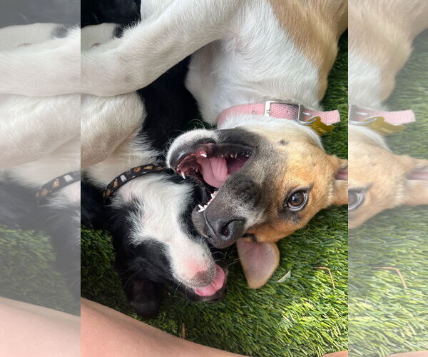 Medium Photo #5 Mutt Puppy For Sale in Sandy, UT, USA