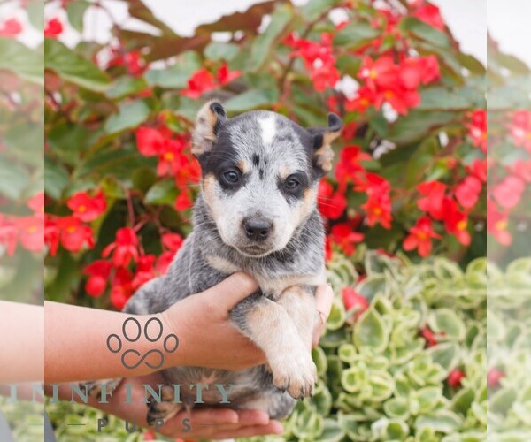Medium Photo #3 Australian Cattle Dog Puppy For Sale in ATGLEN, PA, USA