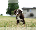 Small Photo #5 Miniature Australian Shepherd Puppy For Sale in WARSAW, IN, USA