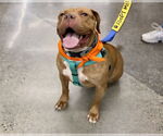 Small #5 American Pit Bull Terrier-Labrador Retriever Mix