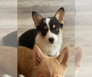 Pembroke Welsh Corgi Puppy for sale in GIBSON CITY, IL, USA