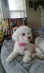 Small Photo #1 Bichon Frise Puppy For Sale in FLOWER MOUND, TX, USA