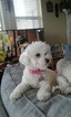 Small Bichon Frise