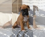 Small Photo #55 Boxer Puppy For Sale in GOSHEN, IN, USA