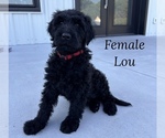 Puppy Lou Goldendoodle