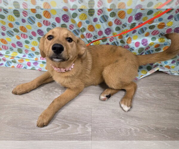 Medium Photo #4 Gollie Puppy For Sale in Attalka, AL, USA