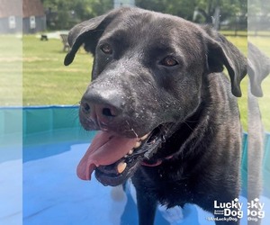 Mikey - Male Labrador Retriever-Retriever  Mix Dog for Adoption - Photo #5