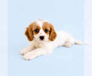 Cavapoo (Standard) Puppy for sale in GREENFIELD, IN, USA