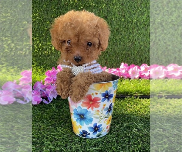 Medium Photo #10 Poodle (Toy) Puppy For Sale in TAMPA, FL, USA