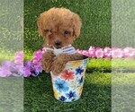 Small #9 Poodle (Toy)