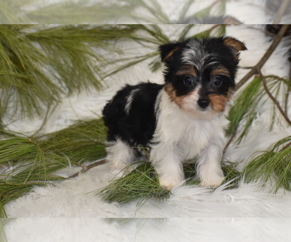 Medium Photo #4 Yorkshire Terrier Puppy For Sale in ELDORADO, OH, USA