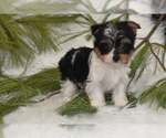 Small #3 Yorkshire Terrier