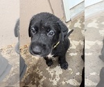 Small #1 Borador