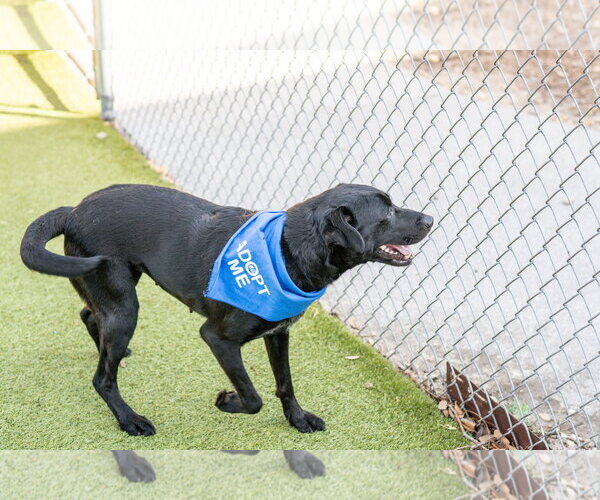 Medium Photo #4 Mutt Puppy For Sale in Hilton Head, SC, USA