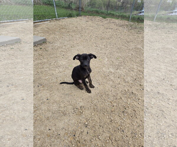 Medium Photo #1 Mutt Puppy For Sale in Maquoketa, IA, USA