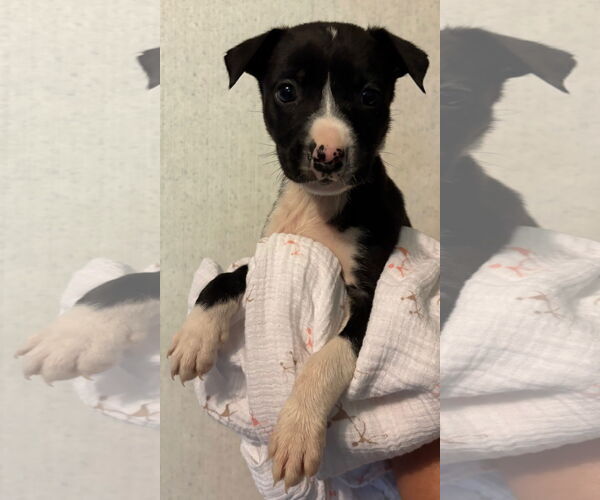 Medium Photo #1 American Pit Bull Terrier-Labrador Retriever Mix Puppy For Sale in Clarkston, MI, USA