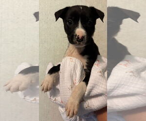 American Pit Bull Terrier-Labrador Retriever Mix Dogs for adoption in Clarkston, MI, USA