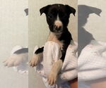Small American Pit Bull Terrier-Labrador Retriever Mix