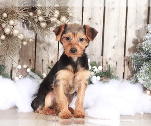 Yorkshire Terrier Puppy for sale in MOUNT VERNON, OH, USA