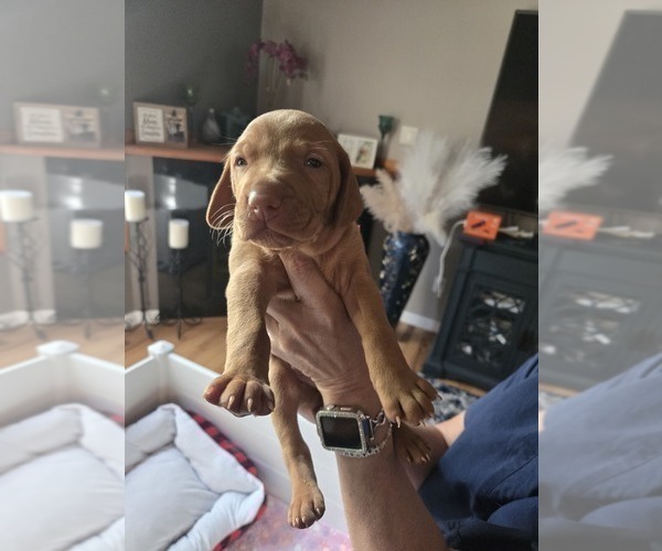 Medium Photo #6 Vizsla Puppy For Sale in PINCKNEY, MI, USA