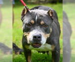 Small #3 Bullypit