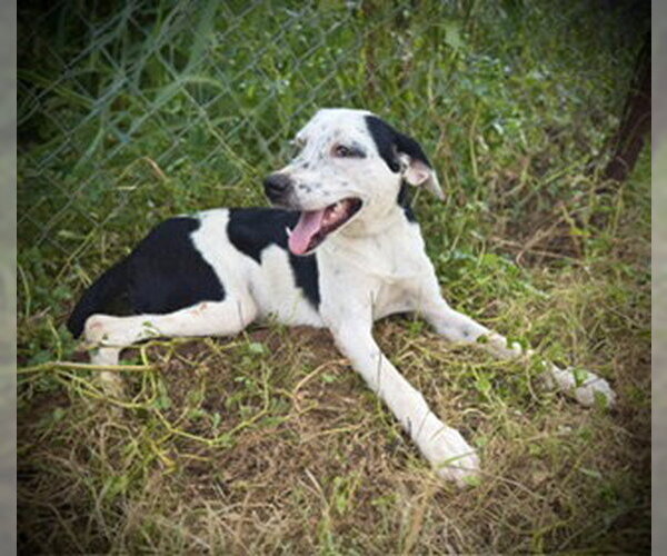Medium Photo #2 German Shorthaired Pointer-Unknown Mix Puppy For Sale in Pleasanton, TX, USA