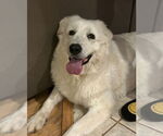 Small #14 Great Pyrenees