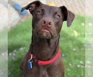 Niall - Male Labrador Retriever-Unknown Mix Dog for Adoption - Photo #4