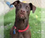 Small Photo #4 Labrador Retriever-Unknown Mix Puppy For Sale in San Diego, CA, USA