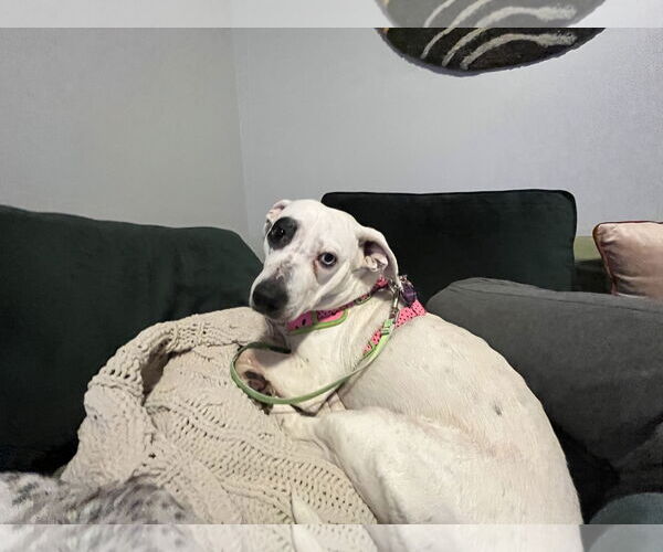 Medium Photo #12 Miniature English Bulldach Puppy For Sale in Minneapolis, MN, USA