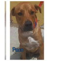 Small #4 Labrador Retriever Mix
