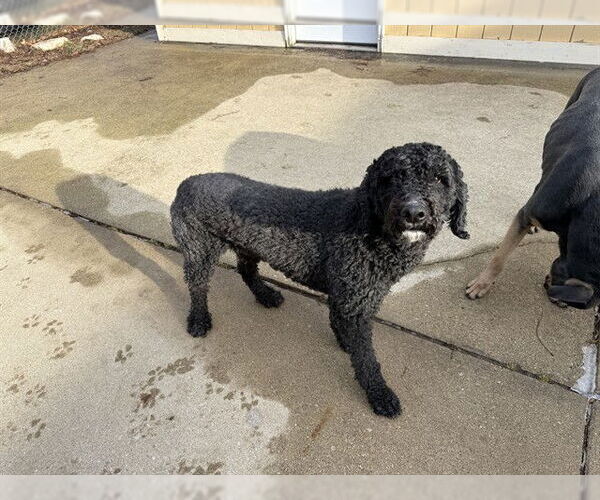 Medium Photo #1 Poodle (Standard) Puppy For Sale in Aurora, IL, USA